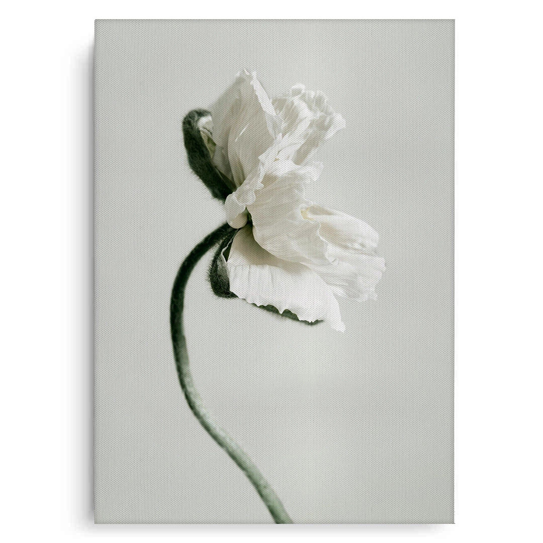 2Poppy Flower - Canvas