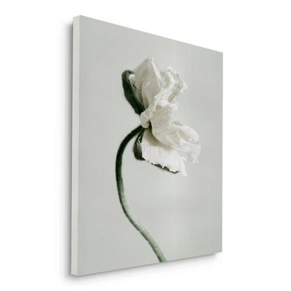 Poppy Flower - Canvas
