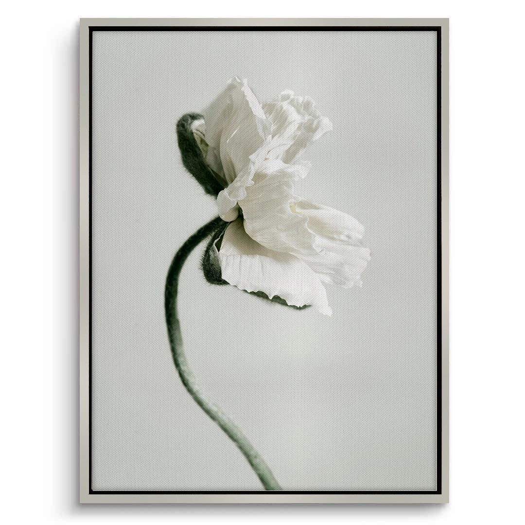 2Poppy Flower - Canvas