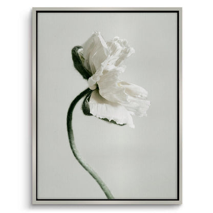 Poppy Flower - Canvas