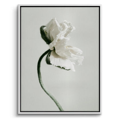 Poppy Flower - Canvas