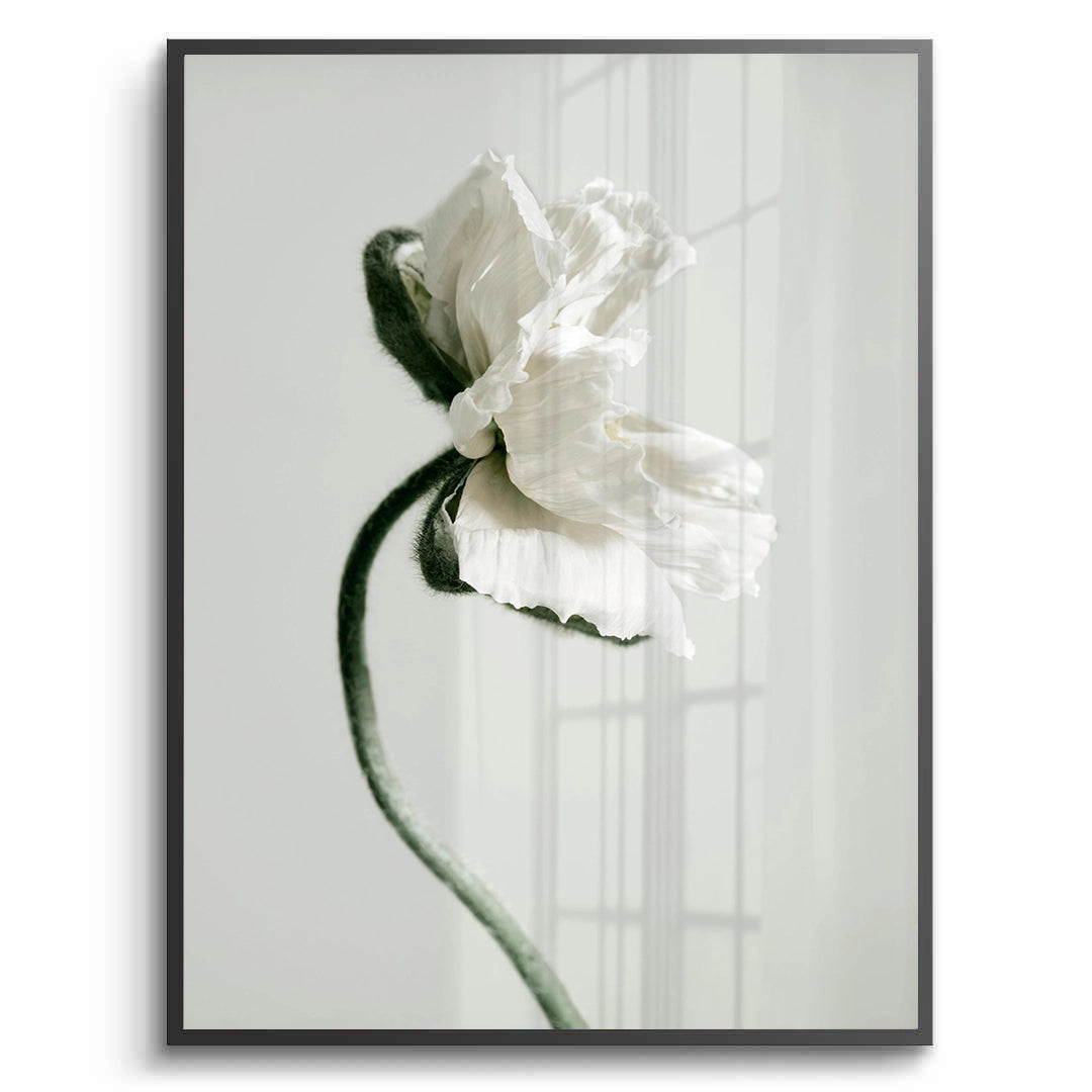 Poppy Flower - Fine Art - Jasmineart.ae