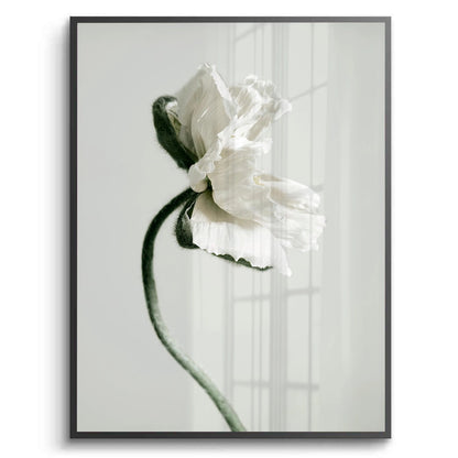Poppy Flower - Fine Art - Jasmineart.ae