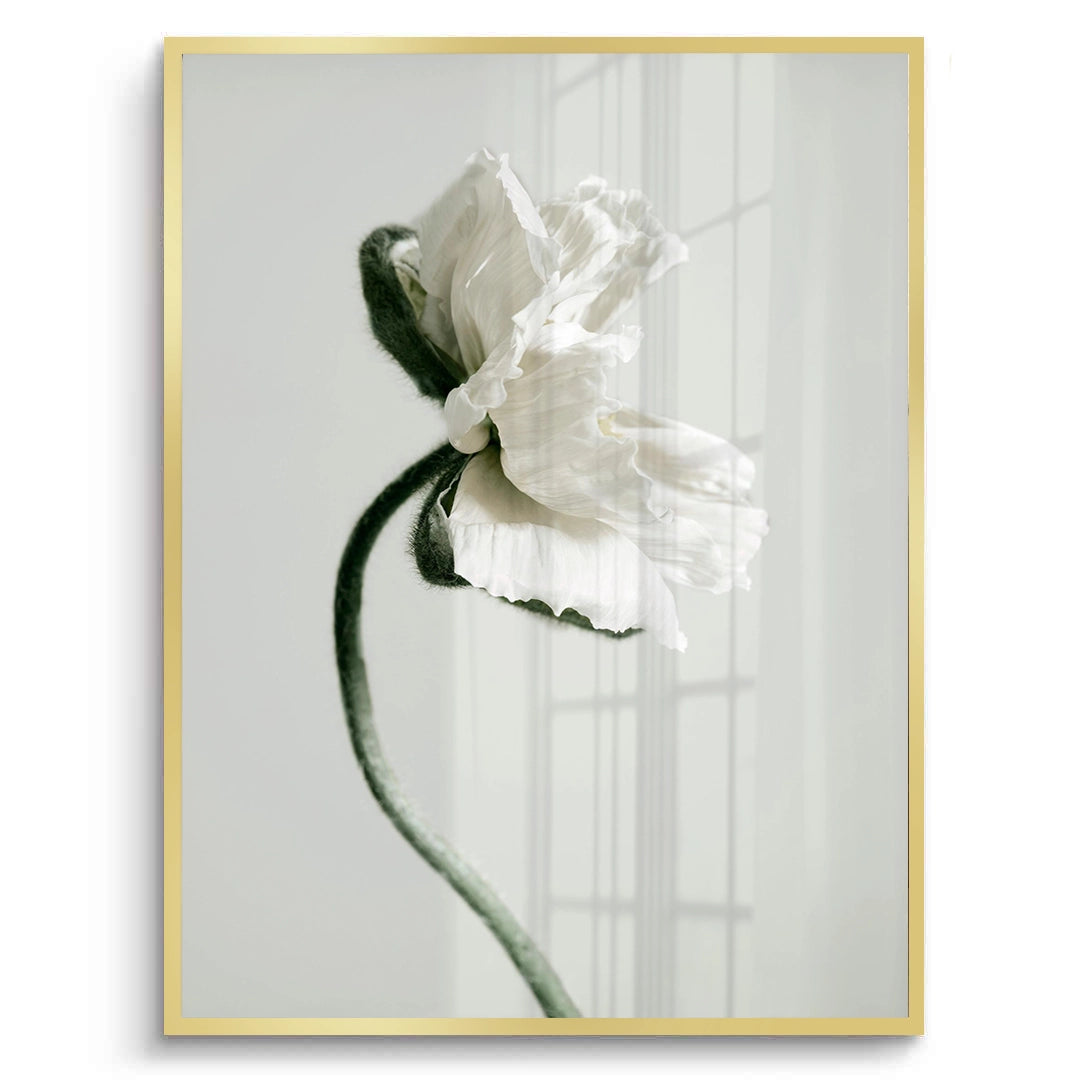 2Poppy Flower - Fine Art - Jasmineart.ae