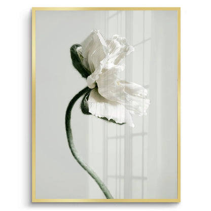 Poppy Flower - Fine Art - Jasmineart.ae
