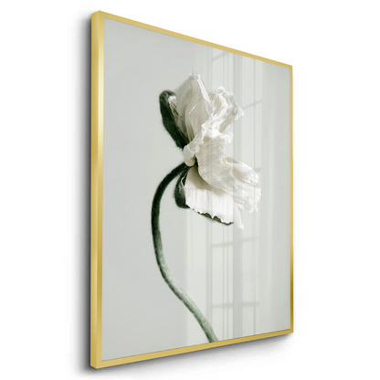 Poppy Flower - Fine Art - Jasmineart.ae