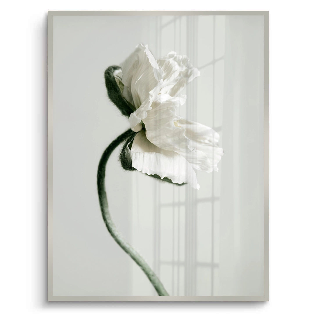 2Poppy Flower - Fine Art - Jasmineart.ae