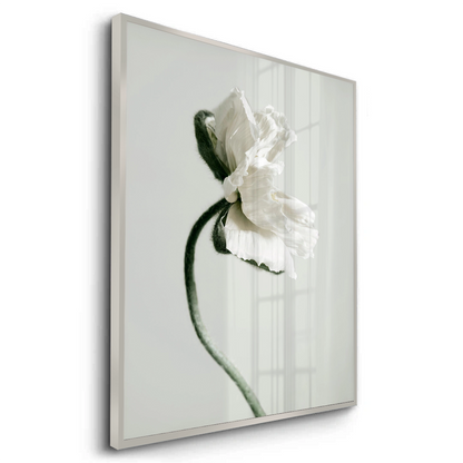 Poppy Flower - Fine Art - Jasmineart.ae