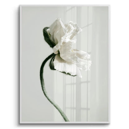 Poppy Flower - Fine Art - Jasmineart.ae
