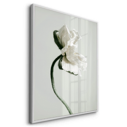 Poppy Flower - Fine Art - Jasmineart.ae