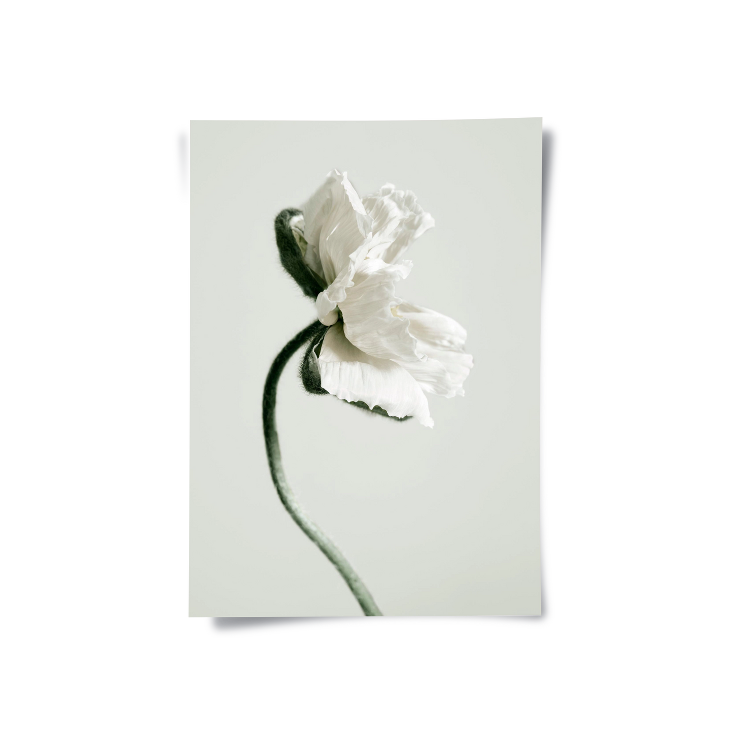 2Poppy Flower - Poster