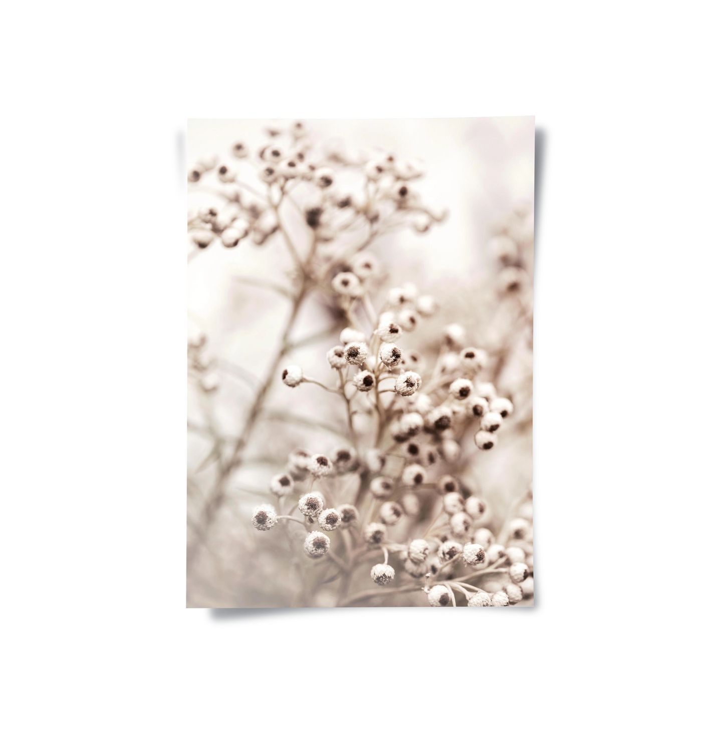 2Serene Beige Wildflower - Poster