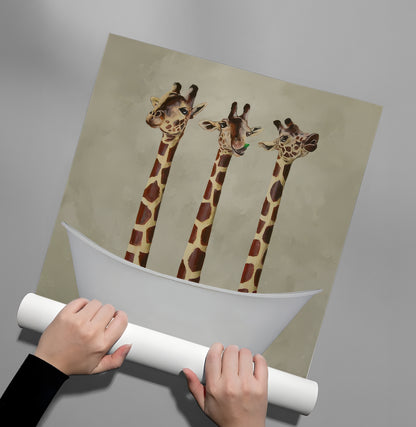 Three Giraffes Bathing - Poster