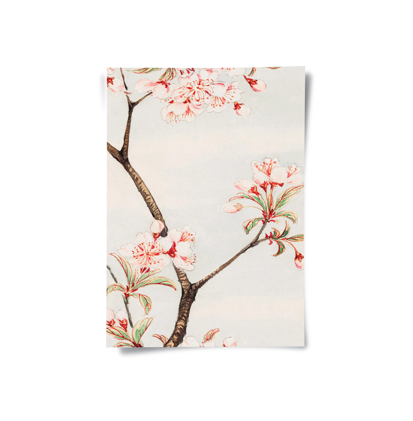 2Traditional Japanese Cherry Blossom - Poster
