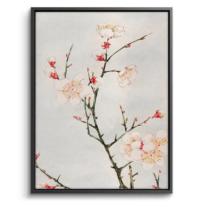 White Plum Blossoms - Canvas