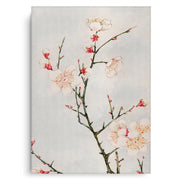White Plum Blossoms - Canvas