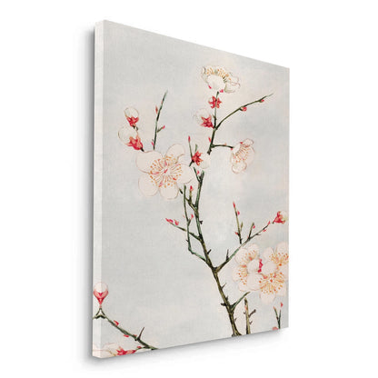 White Plum Blossoms - Canvas