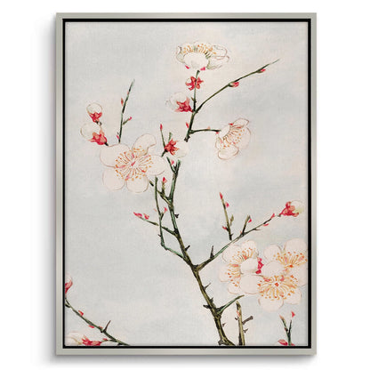 White Plum Blossoms - Canvas