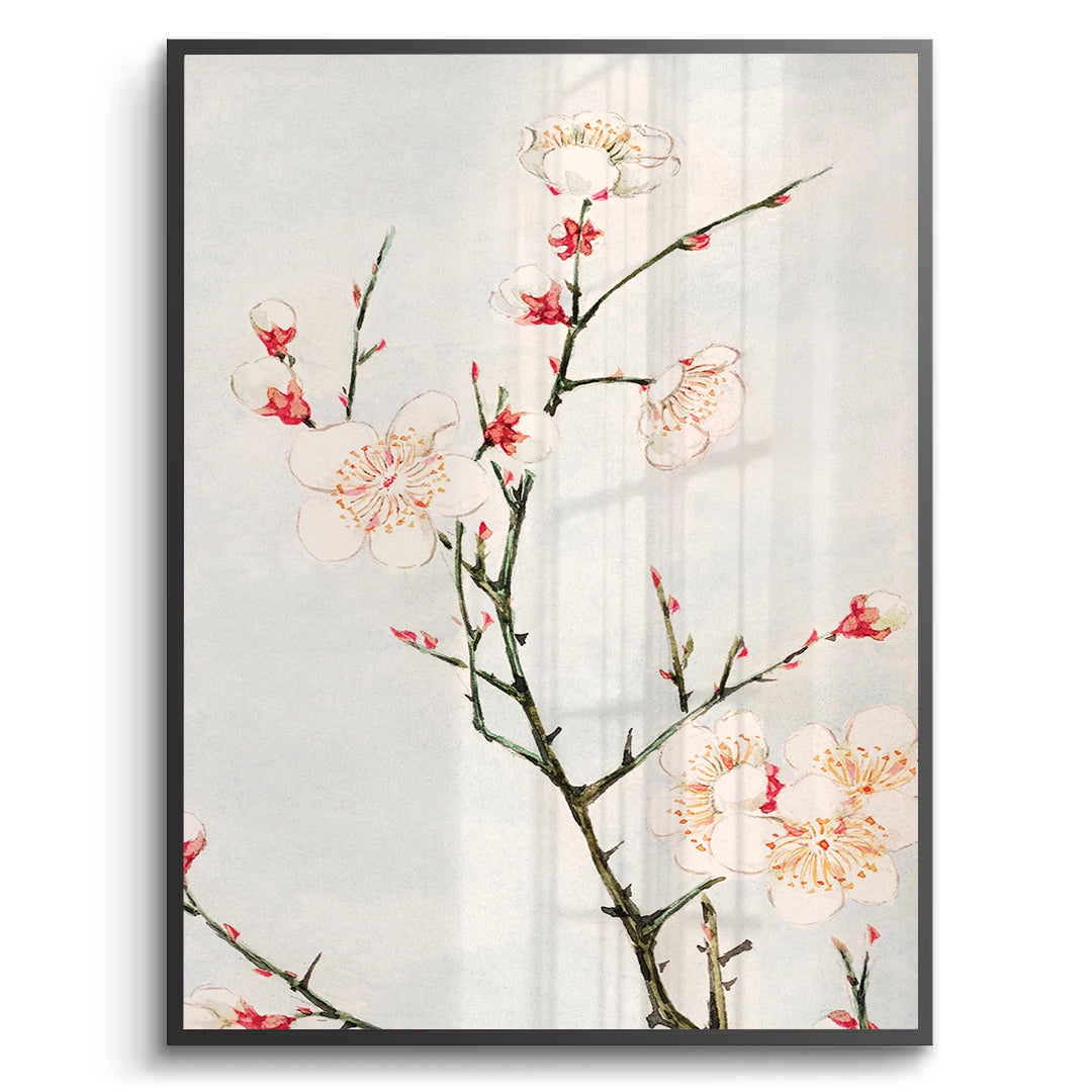 2White Plum Blossoms - Fine Art