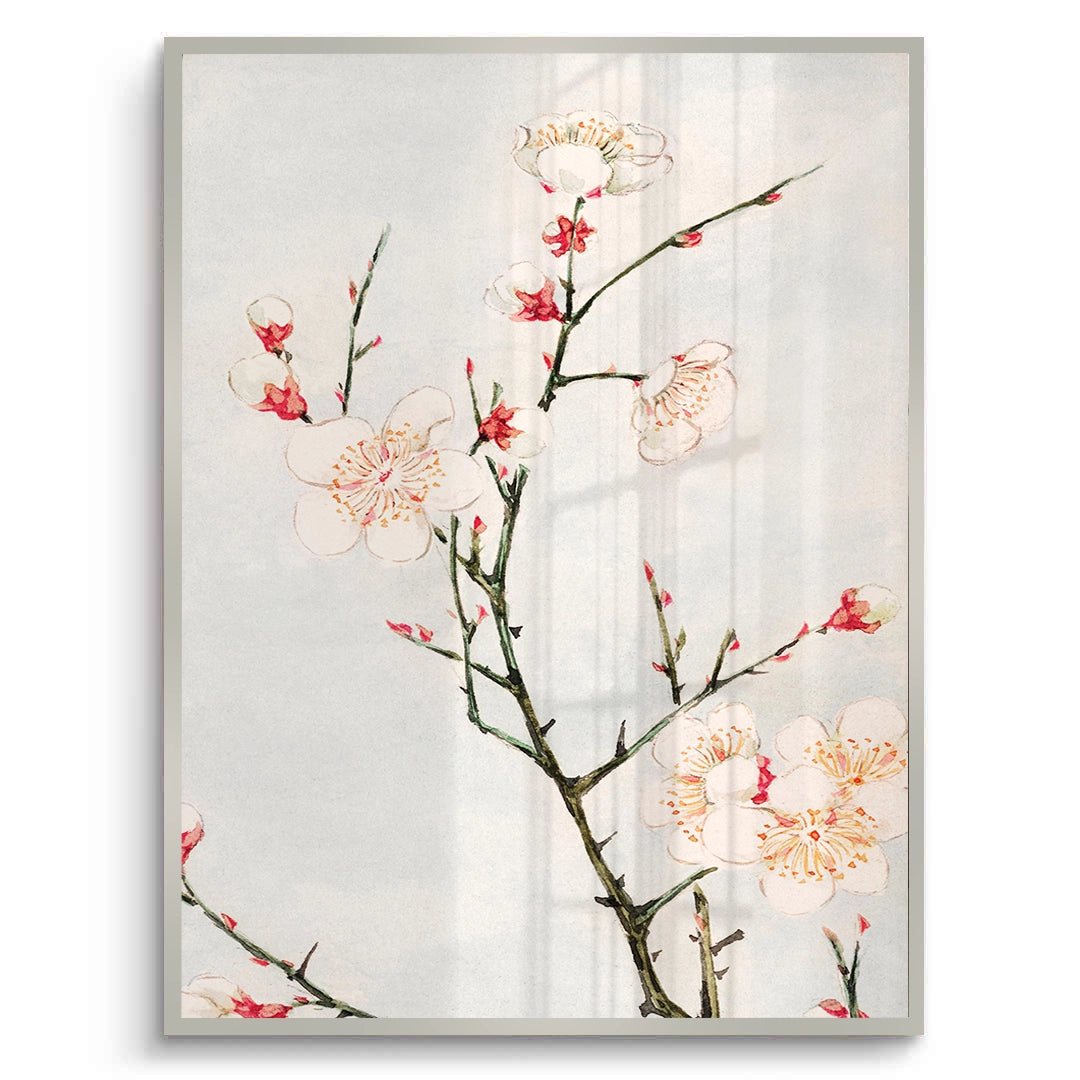 2White Plum Blossoms - Fine Art