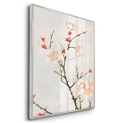 White Plum Blossoms - Fine Art