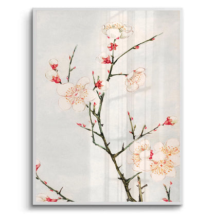 White Plum Blossoms - Fine Art