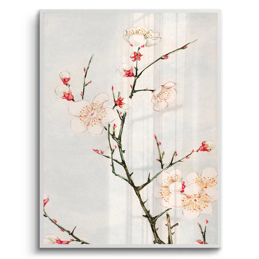 White Plum Blossoms - Fine Art