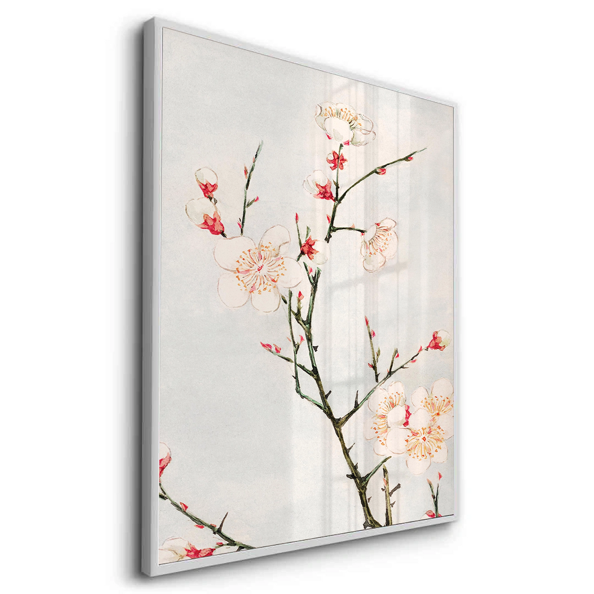 White Plum Blossoms - Fine Art