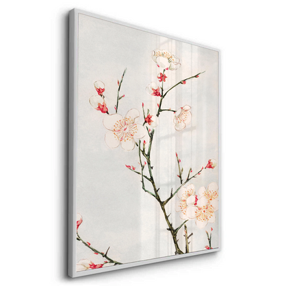 White Plum Blossoms - Fine Art