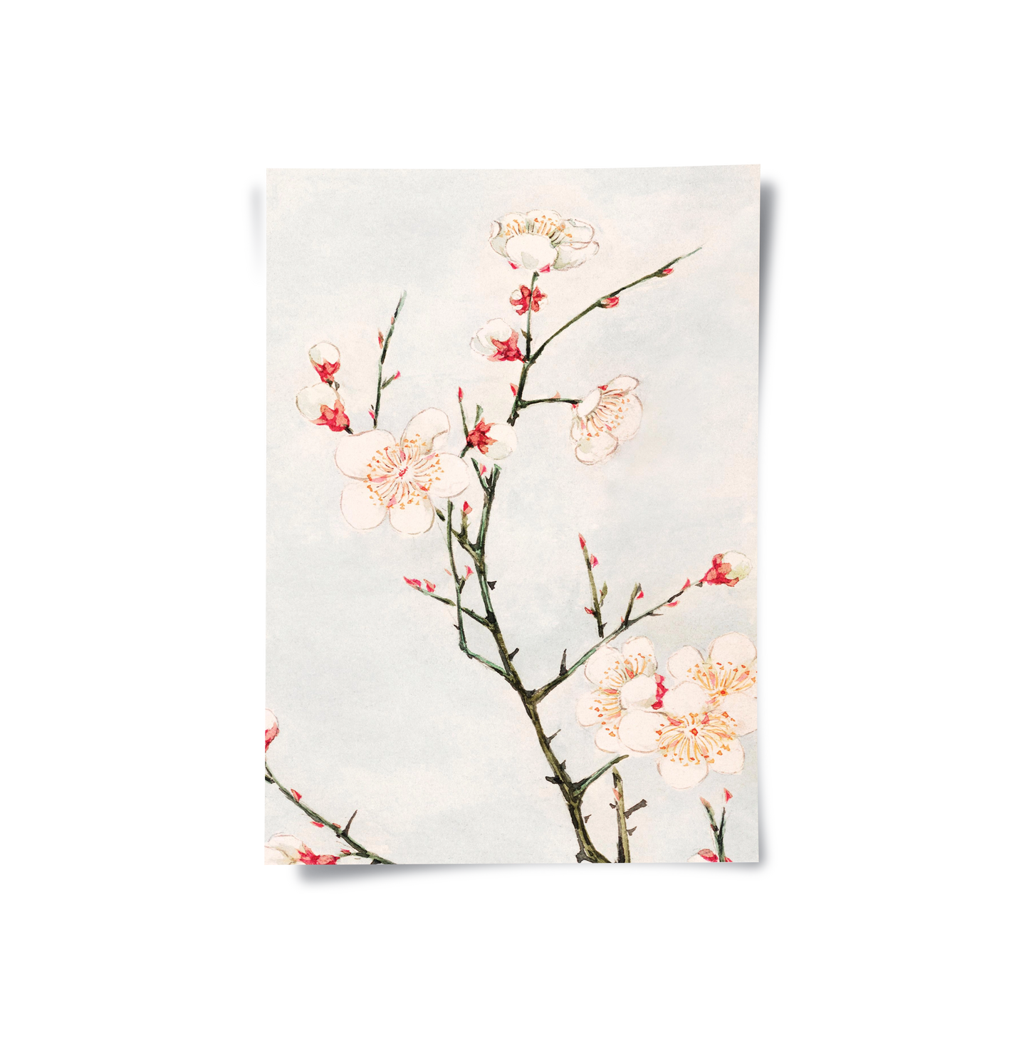 2White Plum Blossoms - Poster
