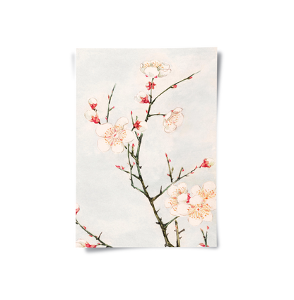 White Plum Blossoms - Poster