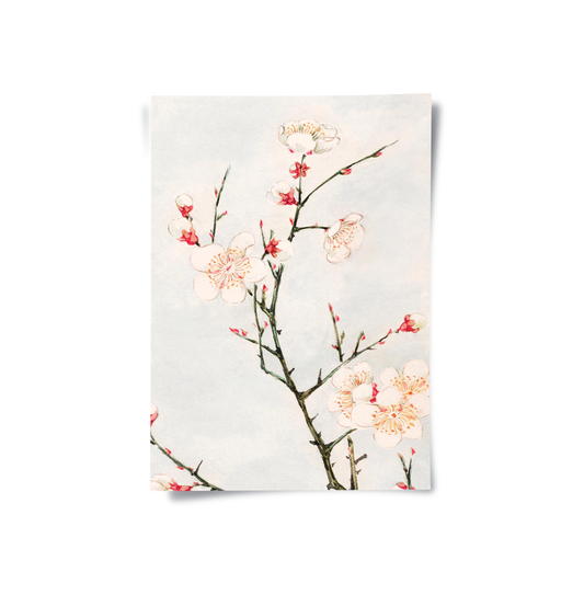 White Plum Blossoms - Poster