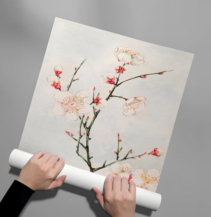 White Plum Blossoms - Poster